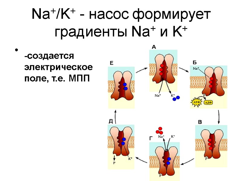 40 Na+/K+ - насос формирует градиенты Na+ и K+    -создается 